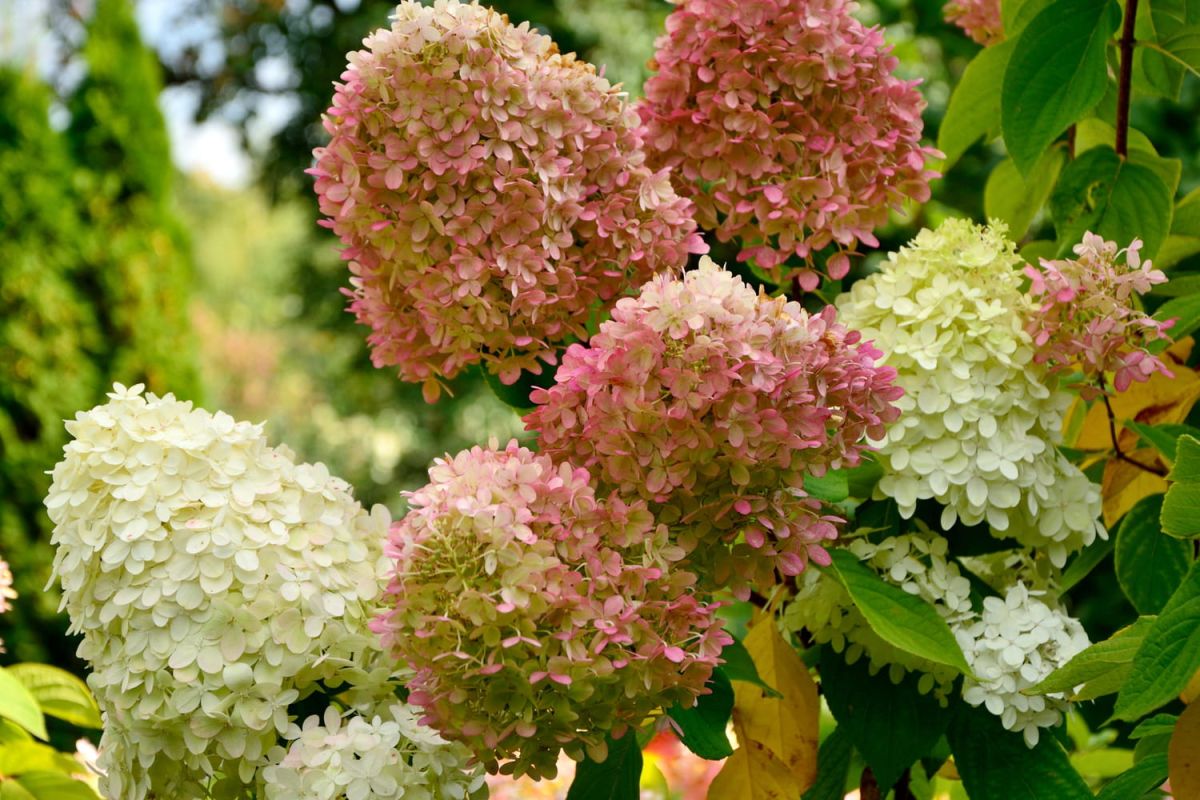 les erreurs à éviter pour des hortensias éclatants l’été prochain