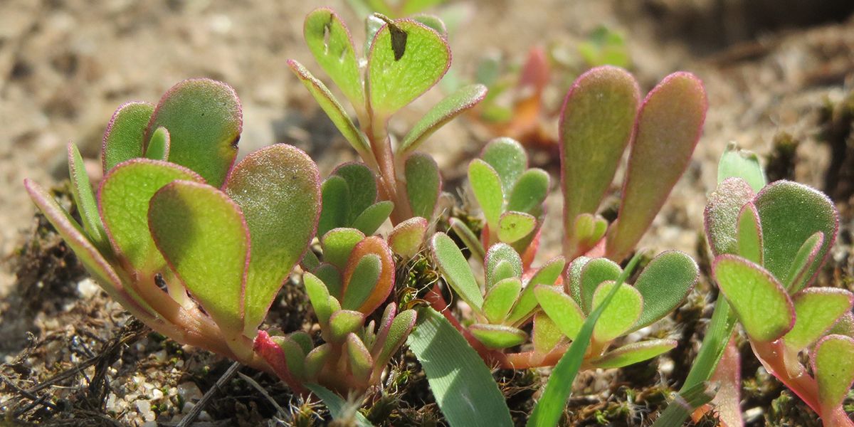 Découvrez les bienfaits du pourpier commun dans vos salades