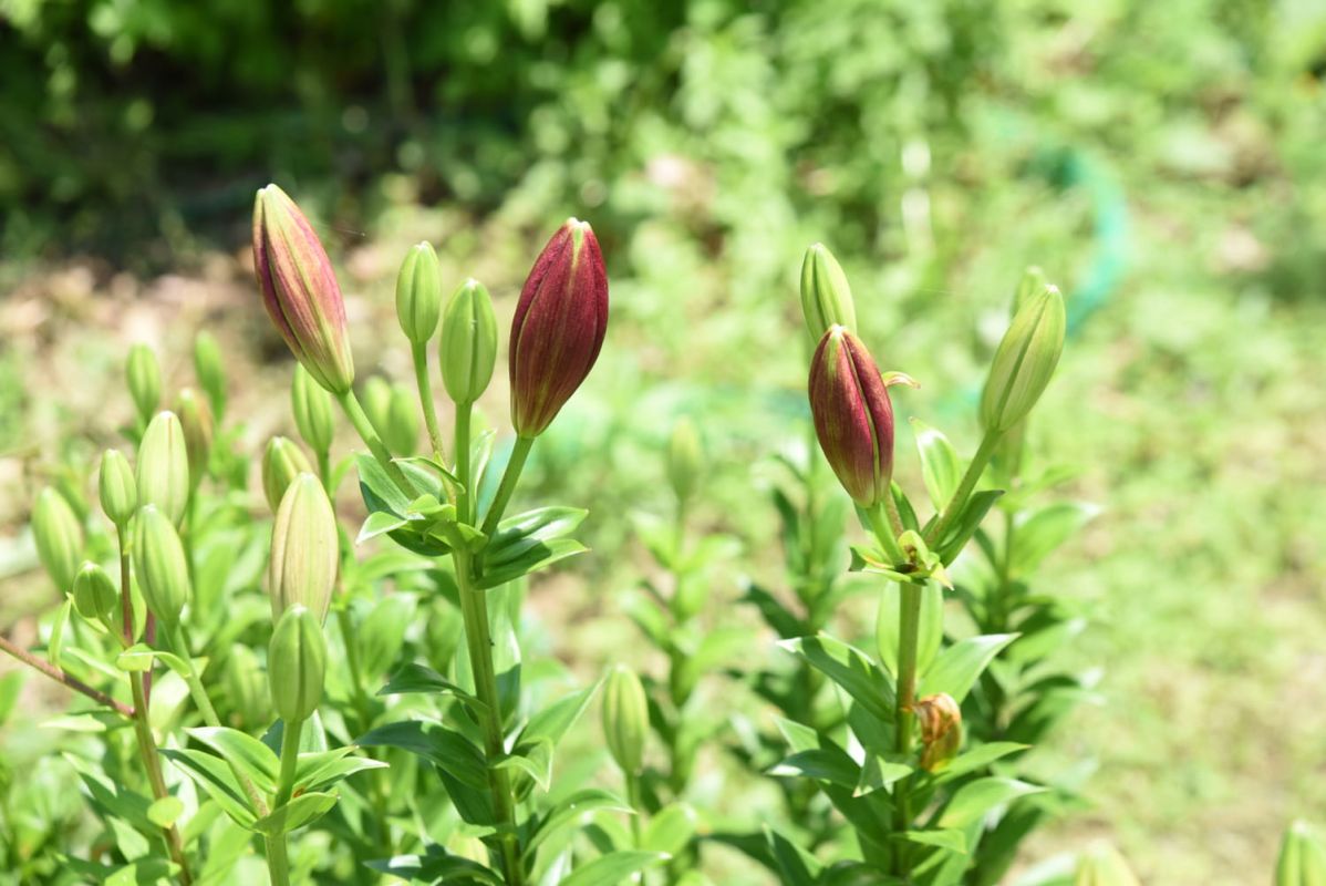 Une fleur pétillante à adopter pour un jardin éclatant de joie