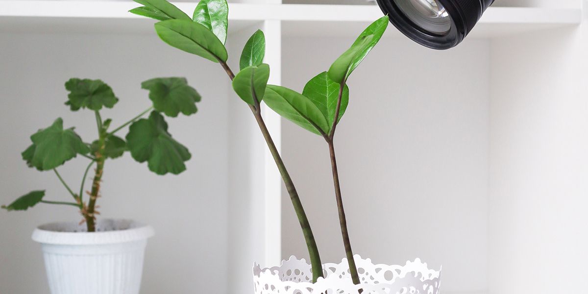 Comment redresser une plante qui penche ?