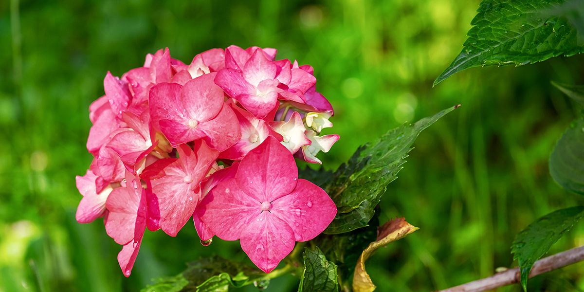Les maladies de l'hortensia : comment les identifier et les prévenir