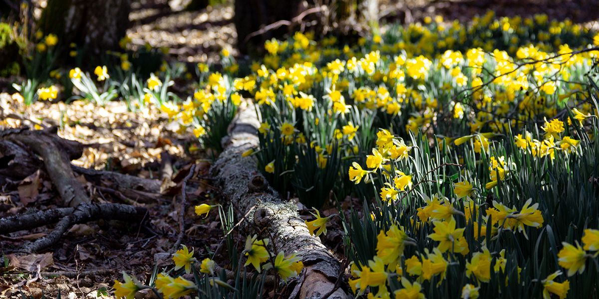 Ai-je le droit de prélever des bulbes de jonquilles sauvages pour les planter au jardin ?