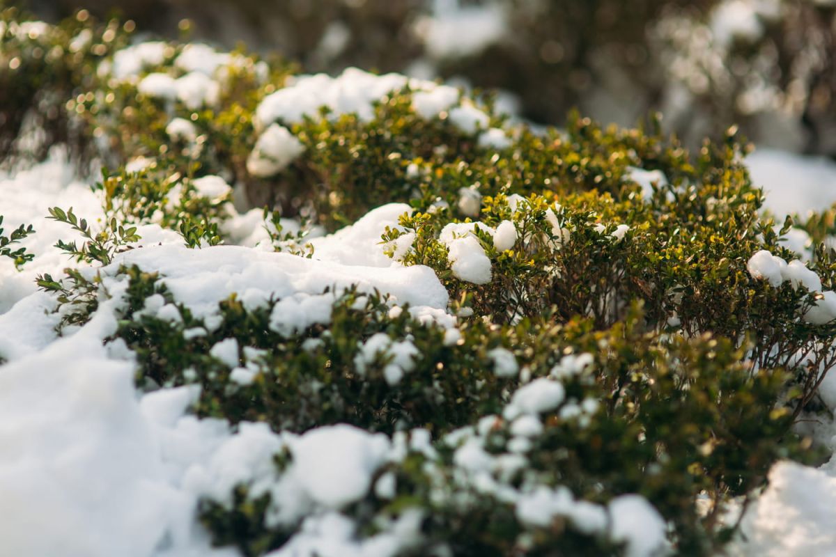 La technique japonaise pour protéger vos plantes de la neige, à découvrir d'urgence