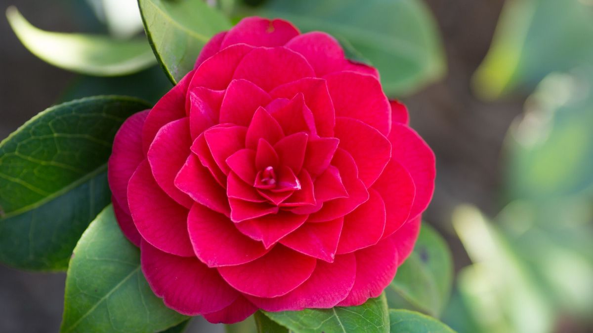 Protéger vos plantes d'hiver : astuces pour hibiscus, camélia et géraniums