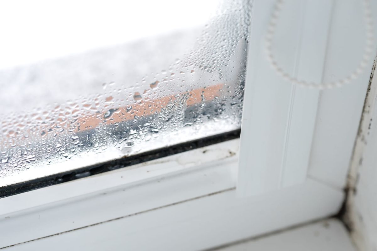 La plante incontournable pour un air assaini cet hiver
