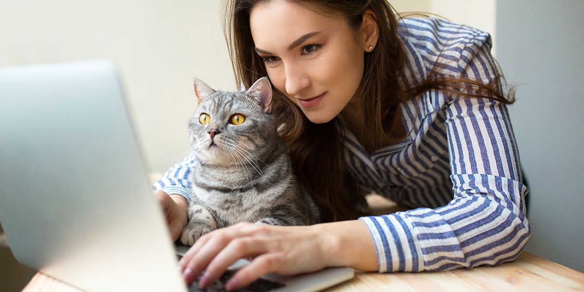 À la recherche de l'assurance chat la plus abordable en 2025