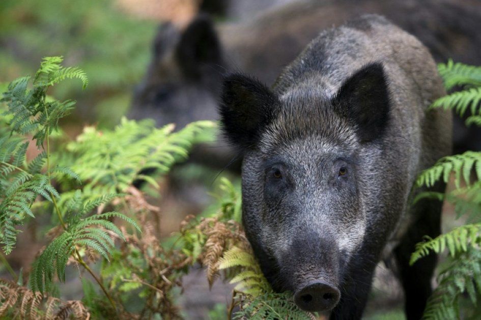 L'Ardèche face à l'invasion des sangliers : entre régulation et défis agricoles
