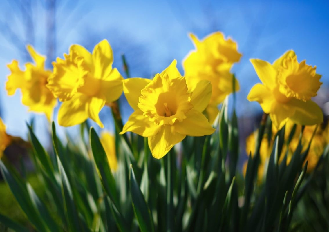 5 bulbes à planter ce week-end pour égayer votre jardin cet hiver