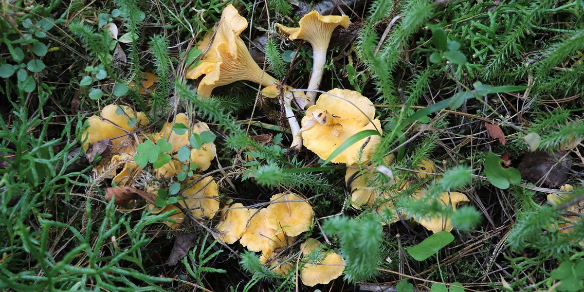 Chanterelles : guide complet pour les reconnaître et les cuisiner