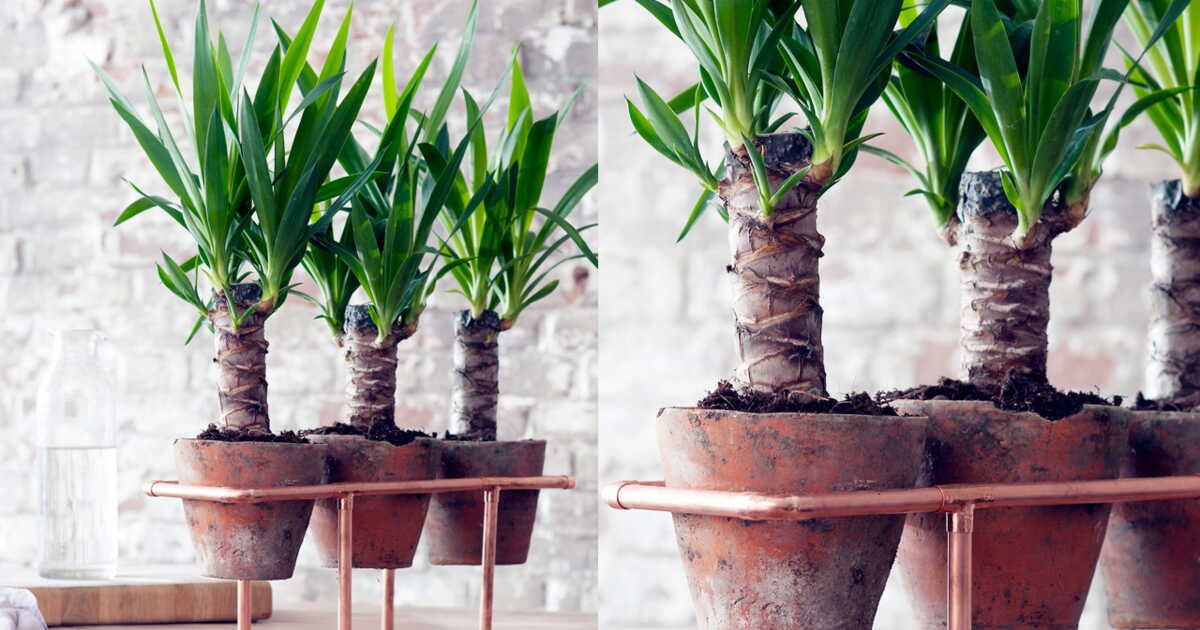 Le cuivre à l'honneur : un support design pour sublimer votre yucca