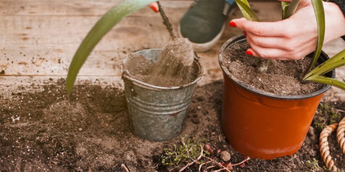 Que faire de la terre après rempotage ? Des solutions écologiques à découvrir