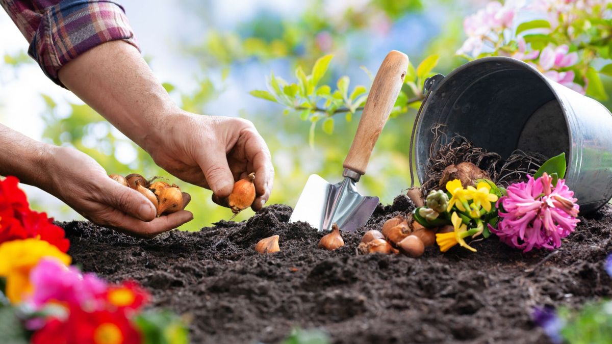 Préparez votre jardin pour un printemps coloré avec les bulbes