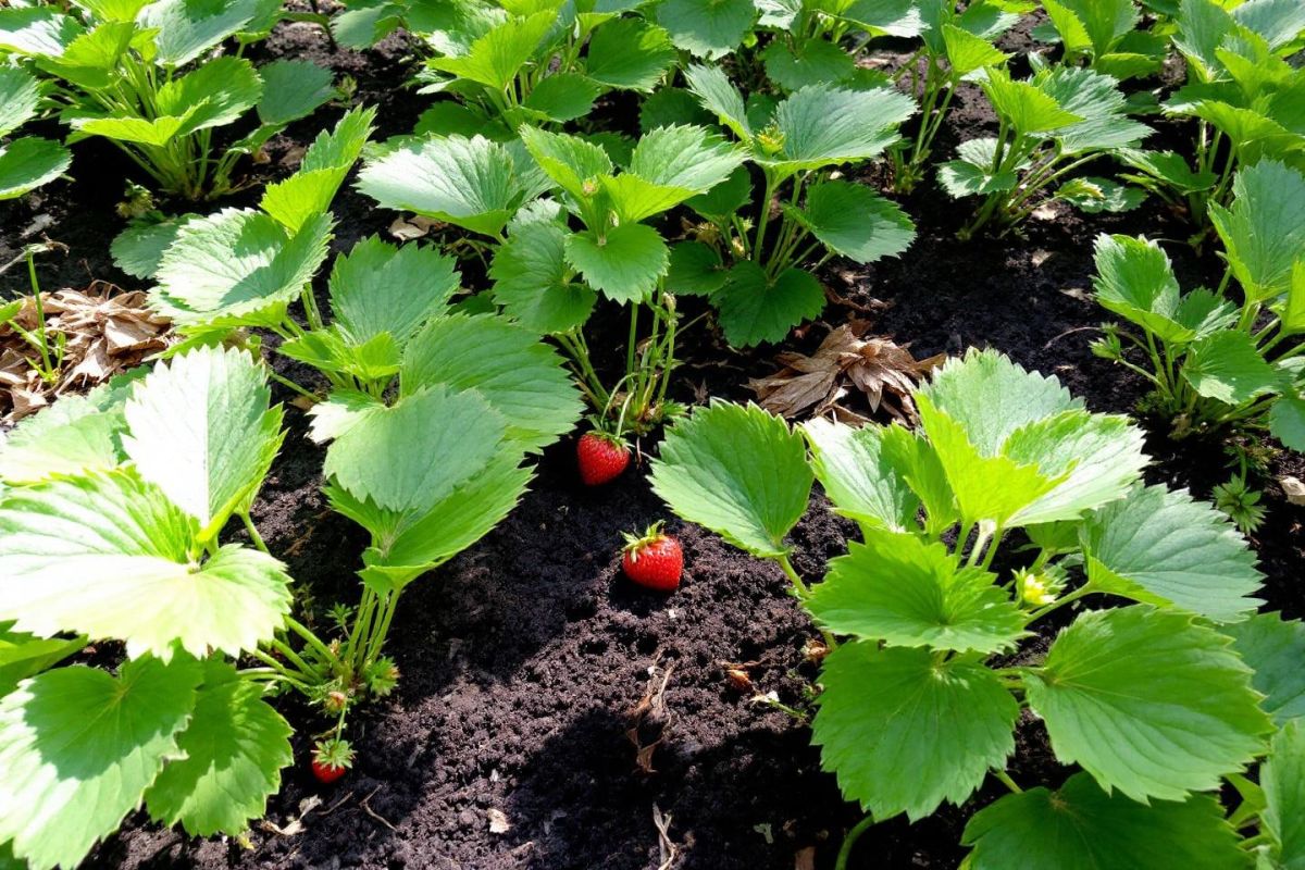 dynamisez vos fraisiers après la récolte d’été : 3 astuces pour une production optimale