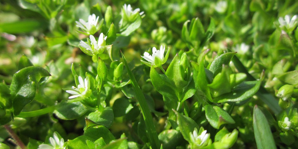 Le mouron : ces mauvaises herbes qui envahissent votre potager