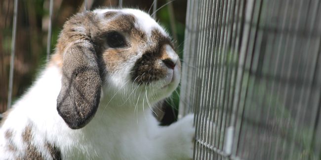 Fabriquer une cage à lapin pour le jardin : conseils pratiques