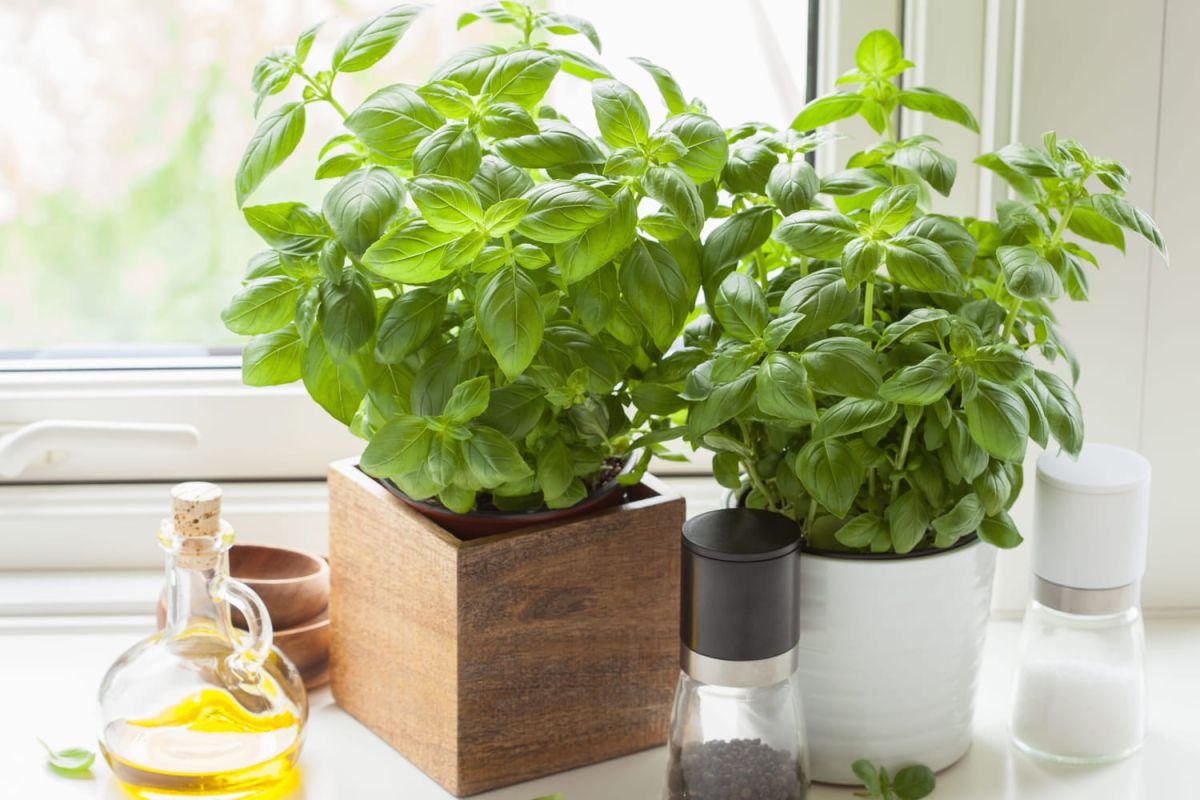 Des astuces infaillibles pour profiter du basilic toute l'hiver