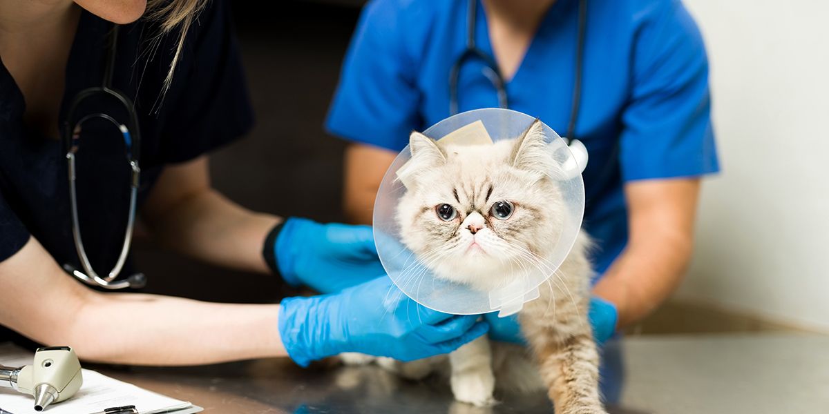 Démystifier l'assurance chat : prise en charge à 100 % des frais vétérinaires
