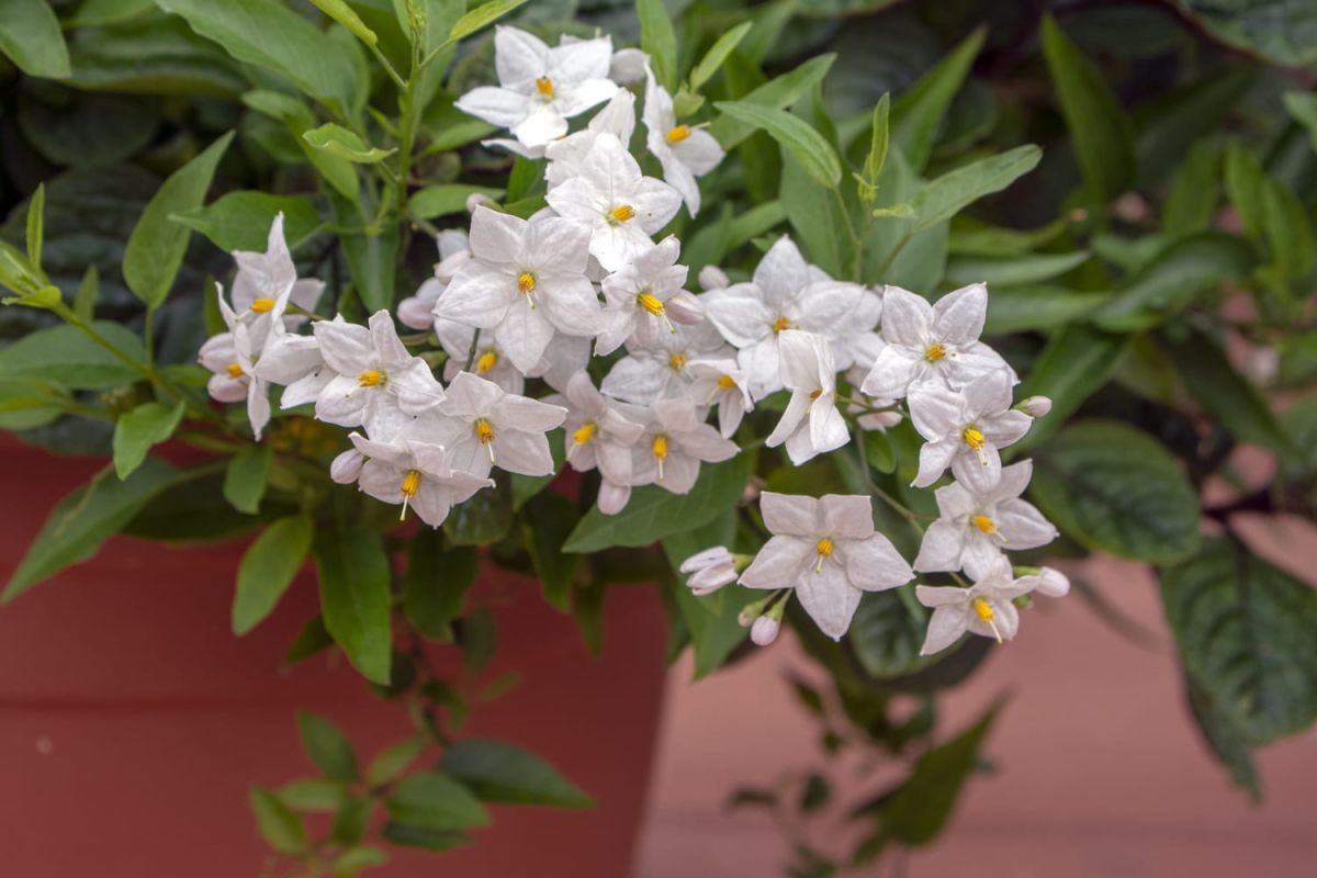 La morelle faux jasmin, une plante grimpante à fleurs qui séduit