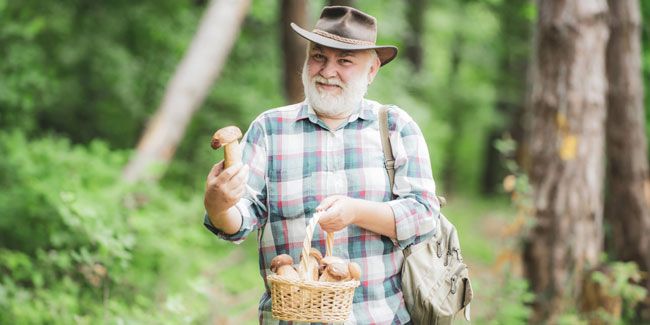 La cueillette de champignons, un art automnal à apprivoiser
