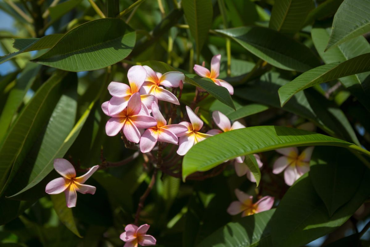 Le frangipanier : secrets pour une floraison radieuse toute l'année