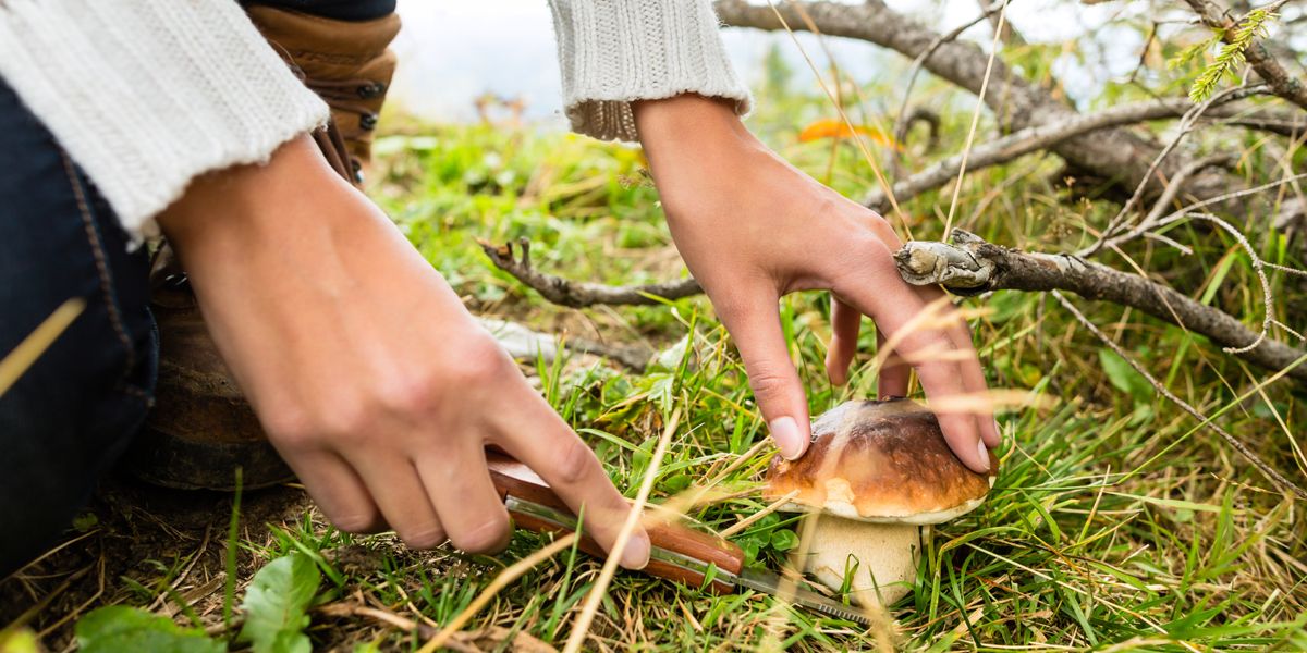 Cueillette de champignons : comment éviter les intoxications