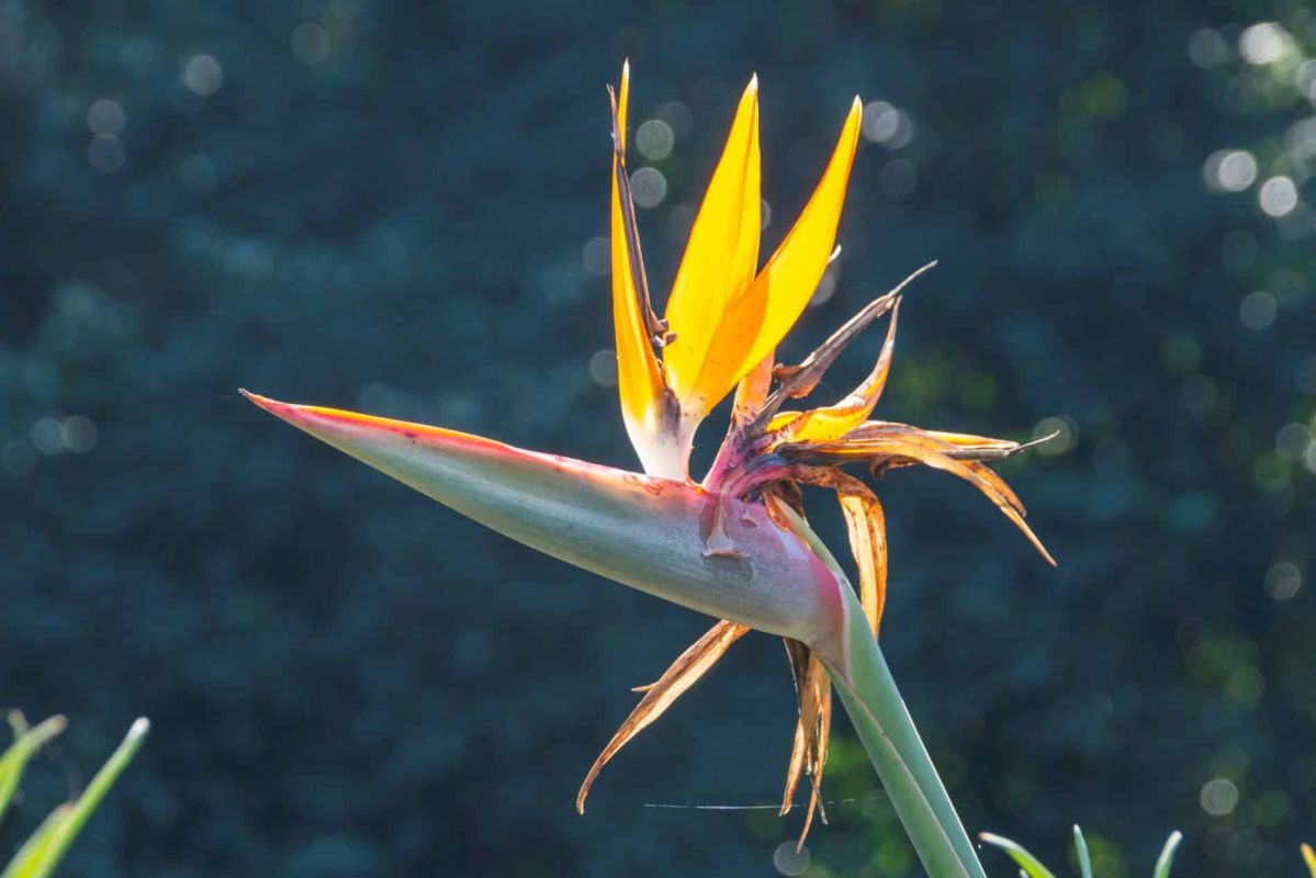 Préserver vos plantes exotiques cet hiver : astuces incontournables