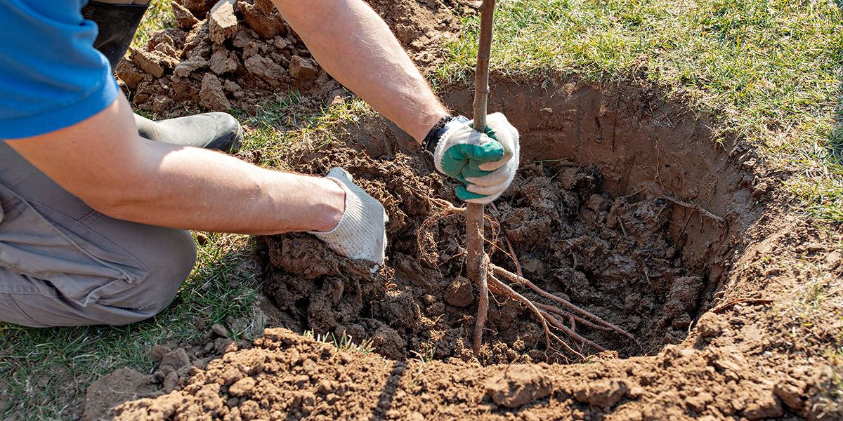 Réussir ses plantations d'arbres et d'arbustes en novembre