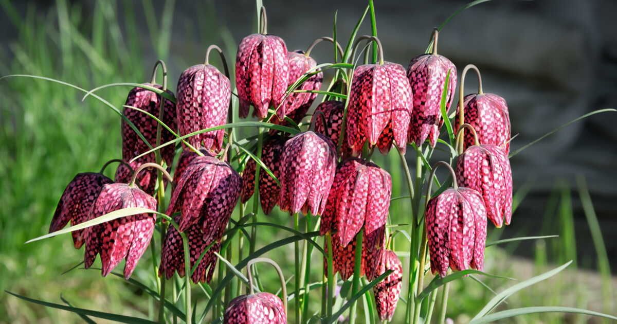 Les fleurs à clochettes qui vont transformer votre jardin
