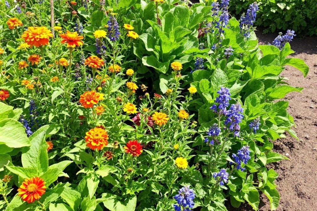 Ces fleurs à semer fin août pour des récoltes d'automne éclatantes et savoureuses