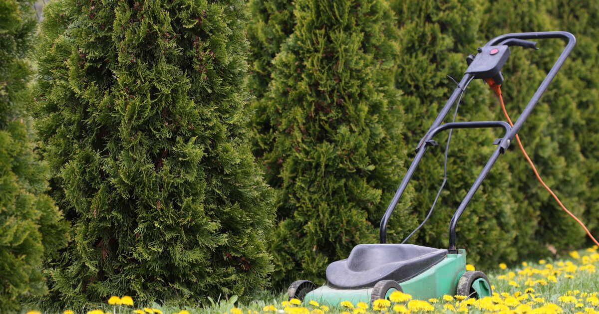 Cinq bonnes raisons de laisser pousser votre pelouse en mai