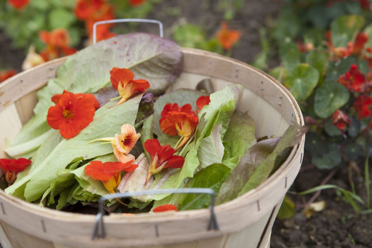Cultiver des fleurs comestibles