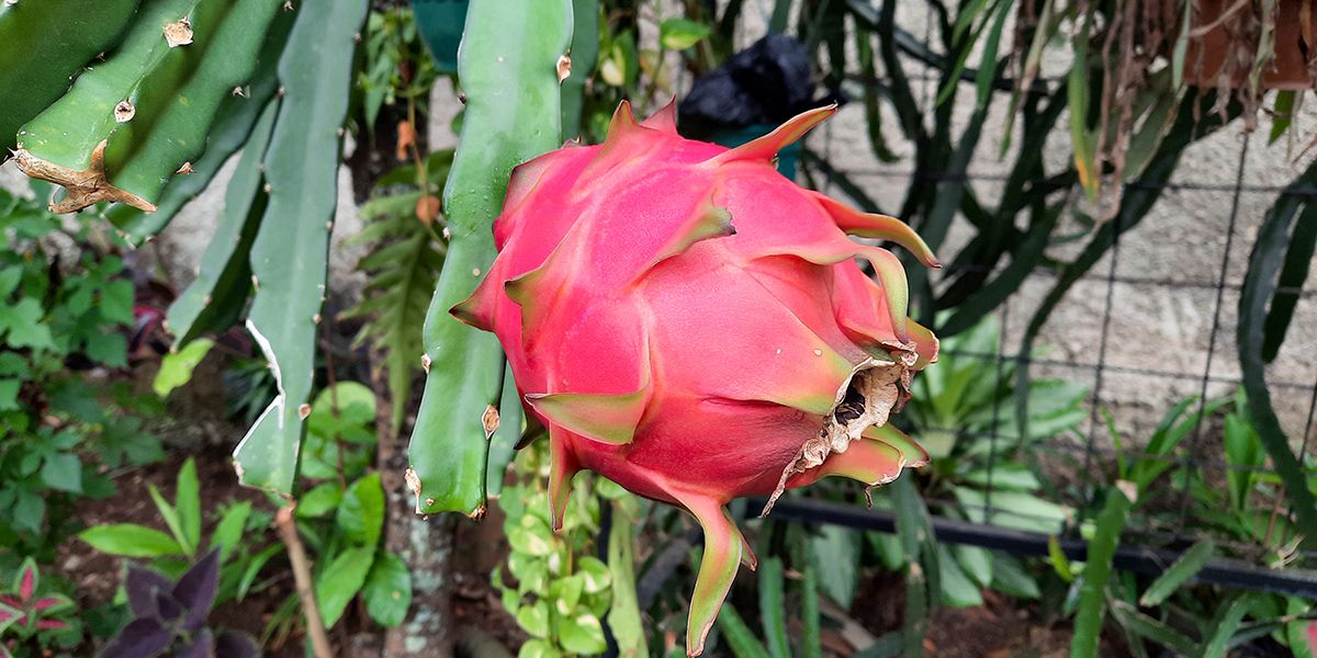 Le pitaya, ce trésor de la nature aux mille vertus