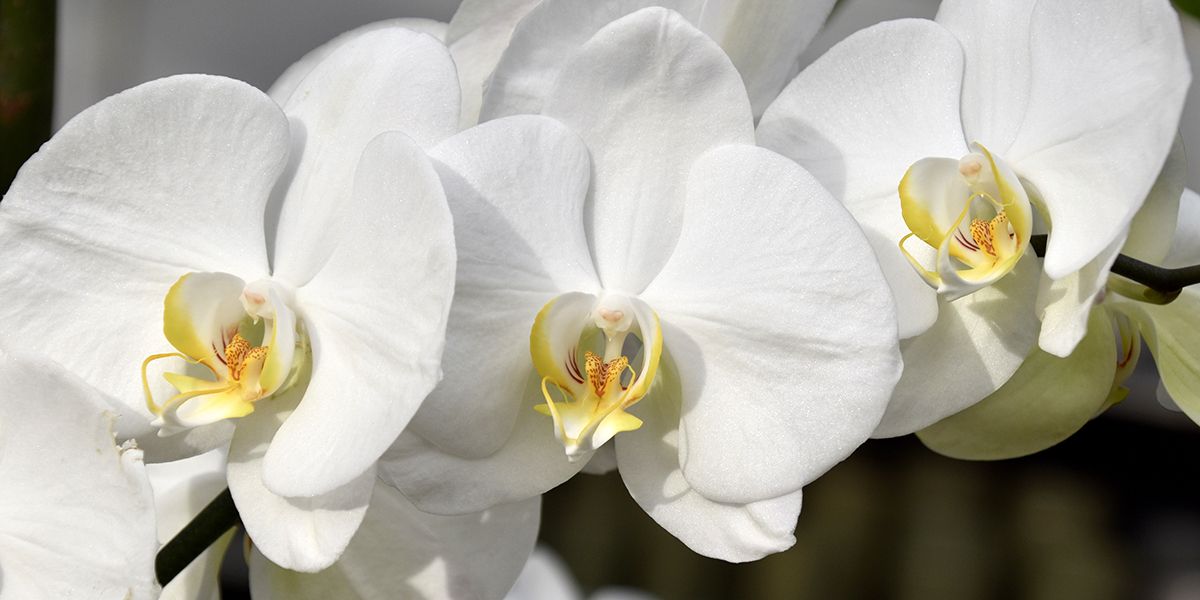 10 orchidées qui transformeront votre intérieur en un havre de beauté