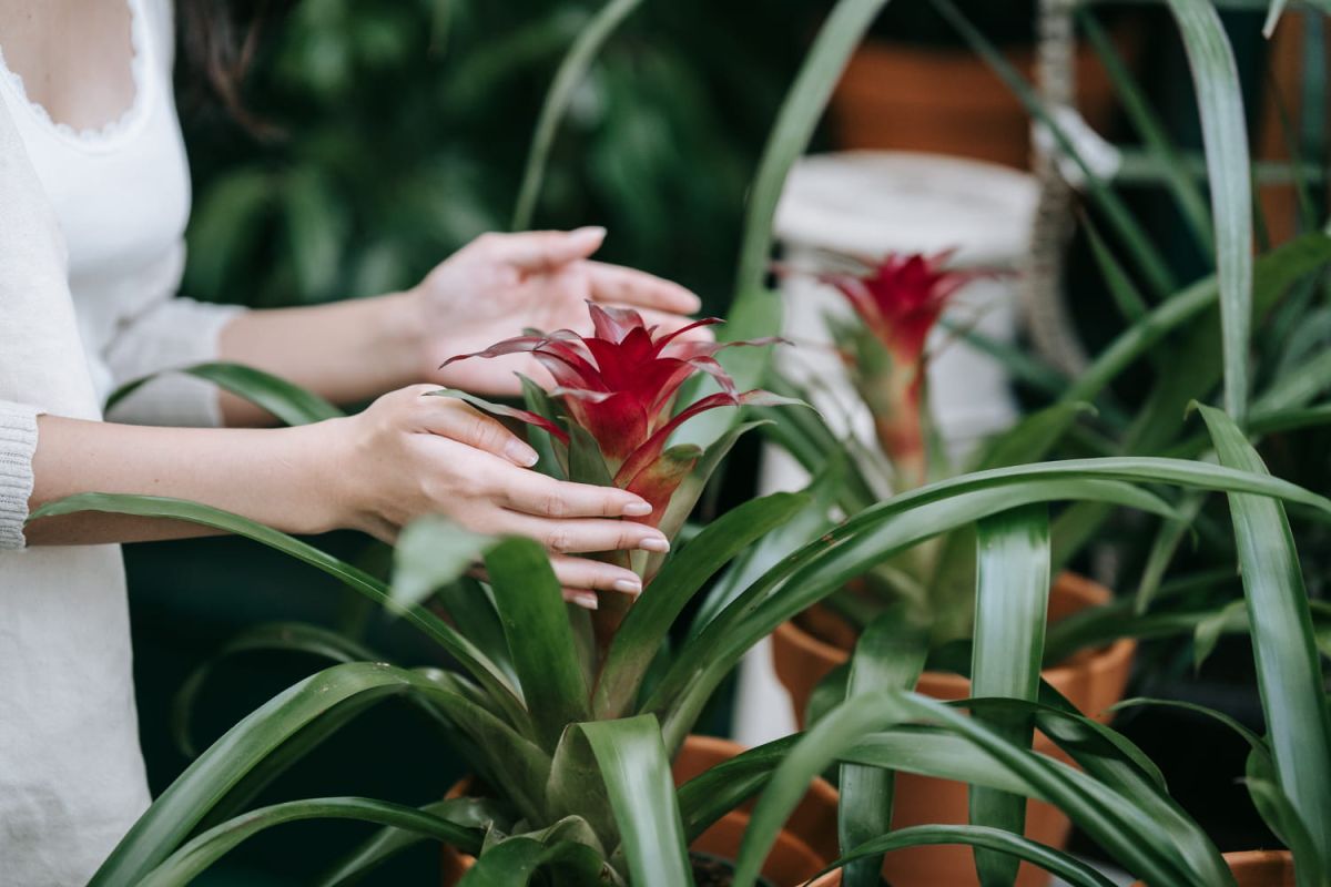 Dix plantes fleuries pour illuminer votre intérieur