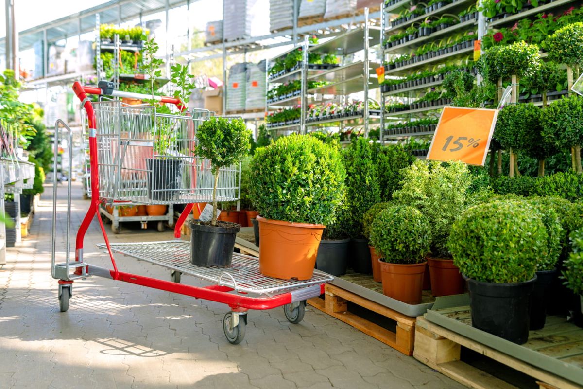 Les clés pour choisir une plante saine lors de votre achat