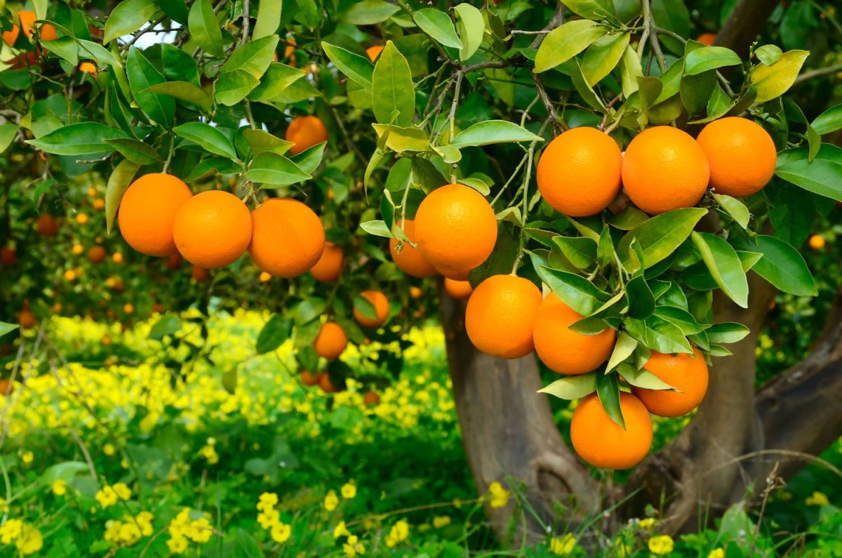 Tout savoir sur l'oranger : conseils de plantation et d'entretien