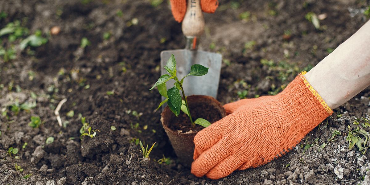 Juin : le mois idéal pour renouveler votre potager