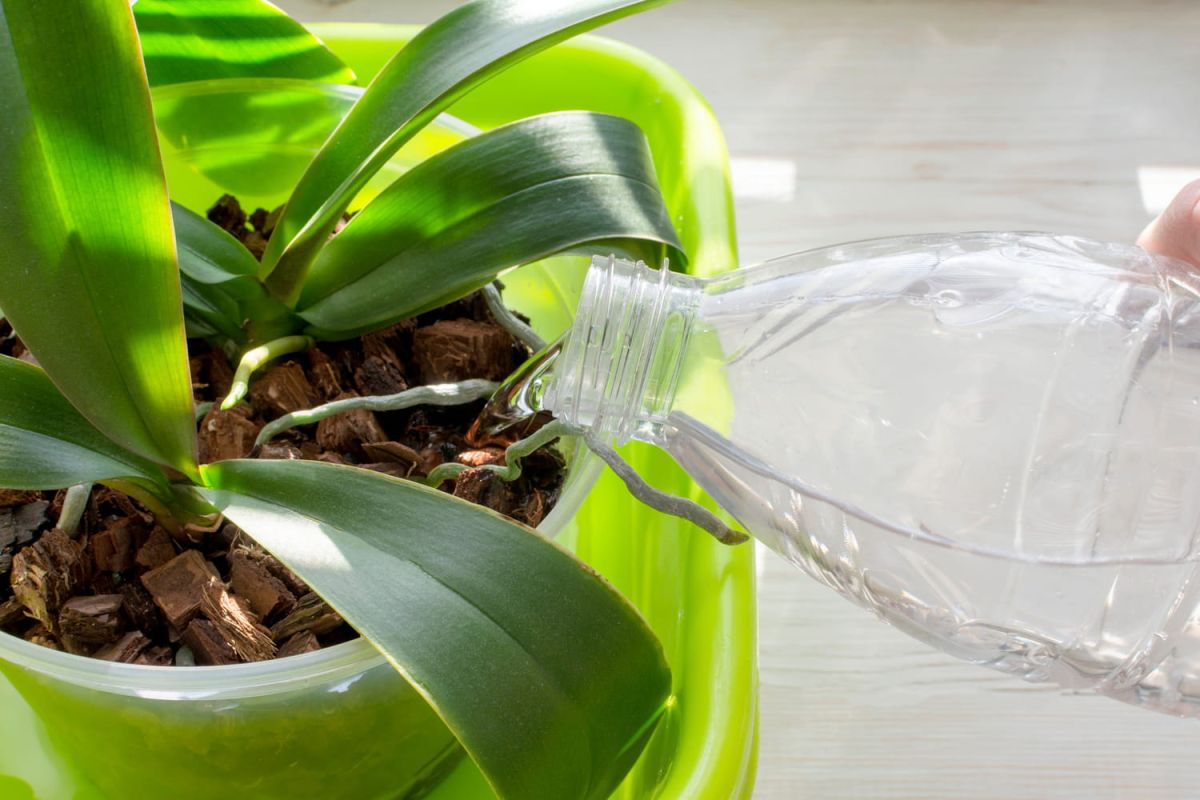 Comment savoir si votre plante a besoin d'eau ? Les signes à ne pas manquer