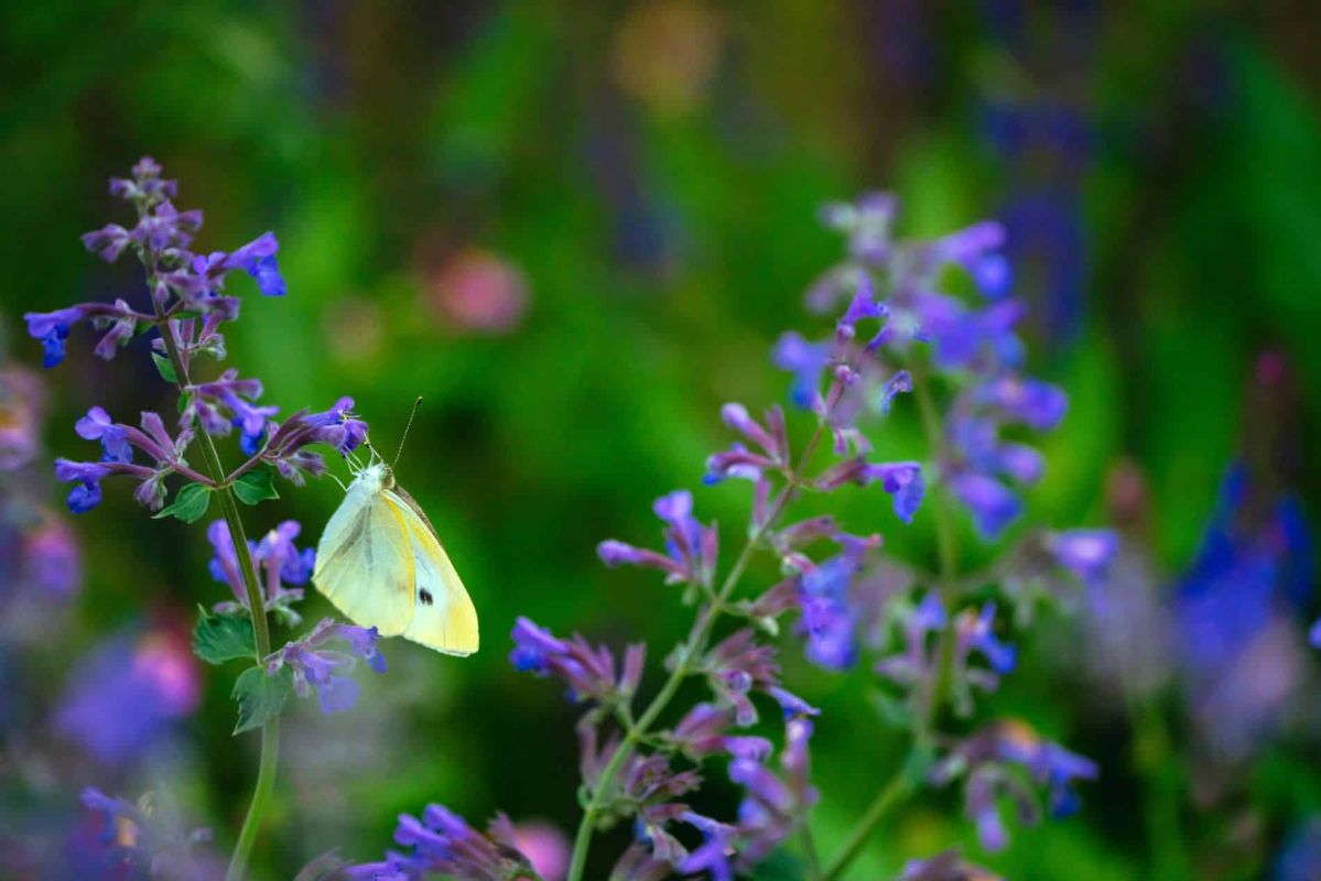 La plante miracle pour un jardin résilient : découvrez le Nepeta