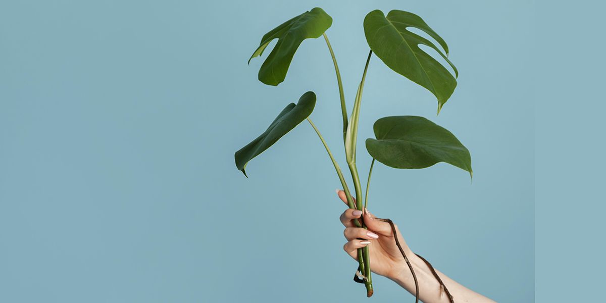 Les secrets de la bouture de Monstera : conseils pratiques et astuces