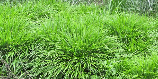 L'herbe du Japon : une élégance tropicale pour votre jardin