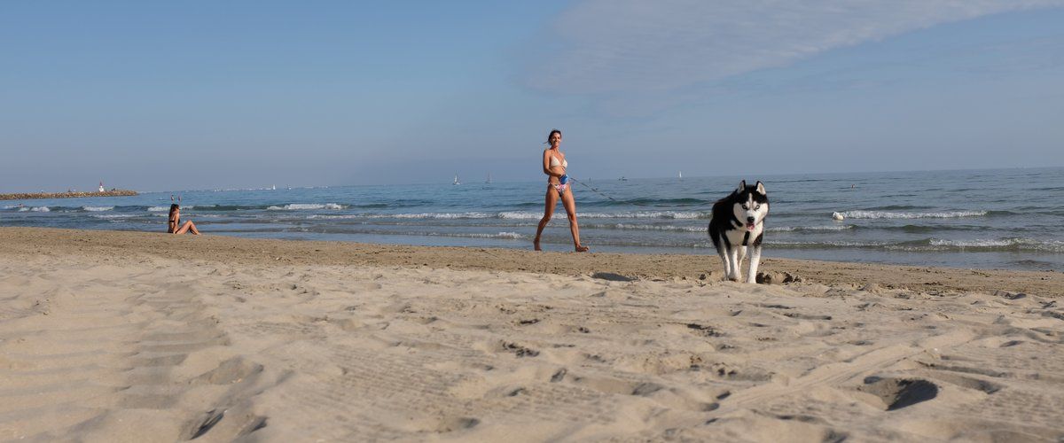 Nouvelles plages dog friendly dans l’Hérault : l'été s'annonce canin