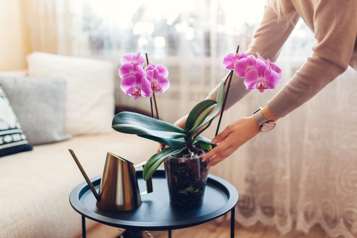 La méthode d’arrosage des orchidées à éviter absolument