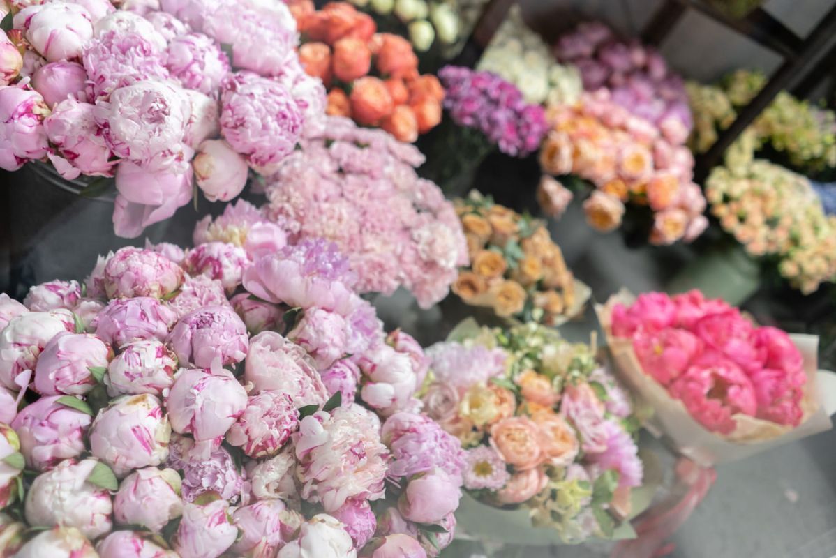 La flambée des prix des pivoines : décryptage d'un phénomène floral