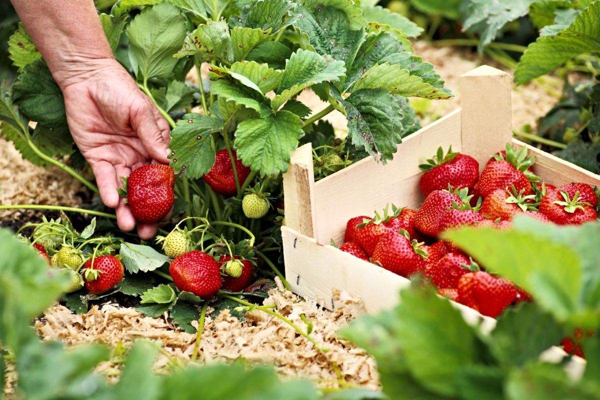 Les secrets de la cueillette des fraises pour préserver leur saveur naturelle