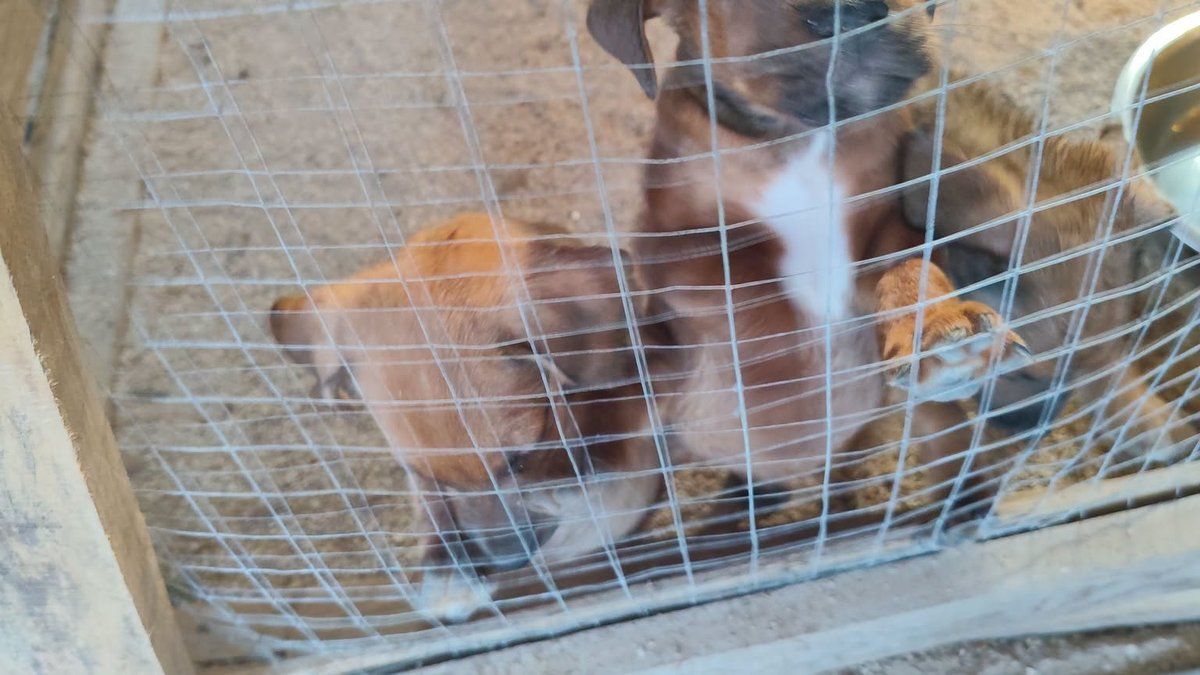 Dix chiots abandonnés dans un carton : l'indignation suscitée par cette maltraitance