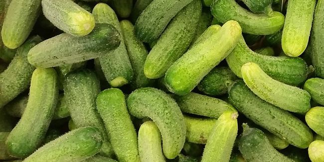 Le cornichon, un condiment qui fait sensation