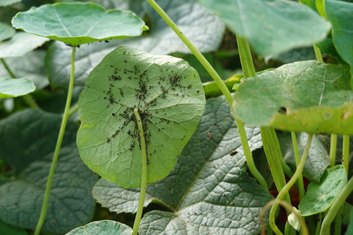 Cette fleur naturelle défie les insectes : découvrez son pouvoir surprenant