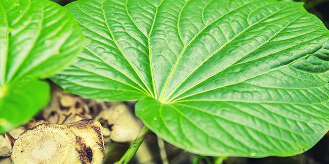 À la découverte du kava, l'allié traditionnel aux mille vertus